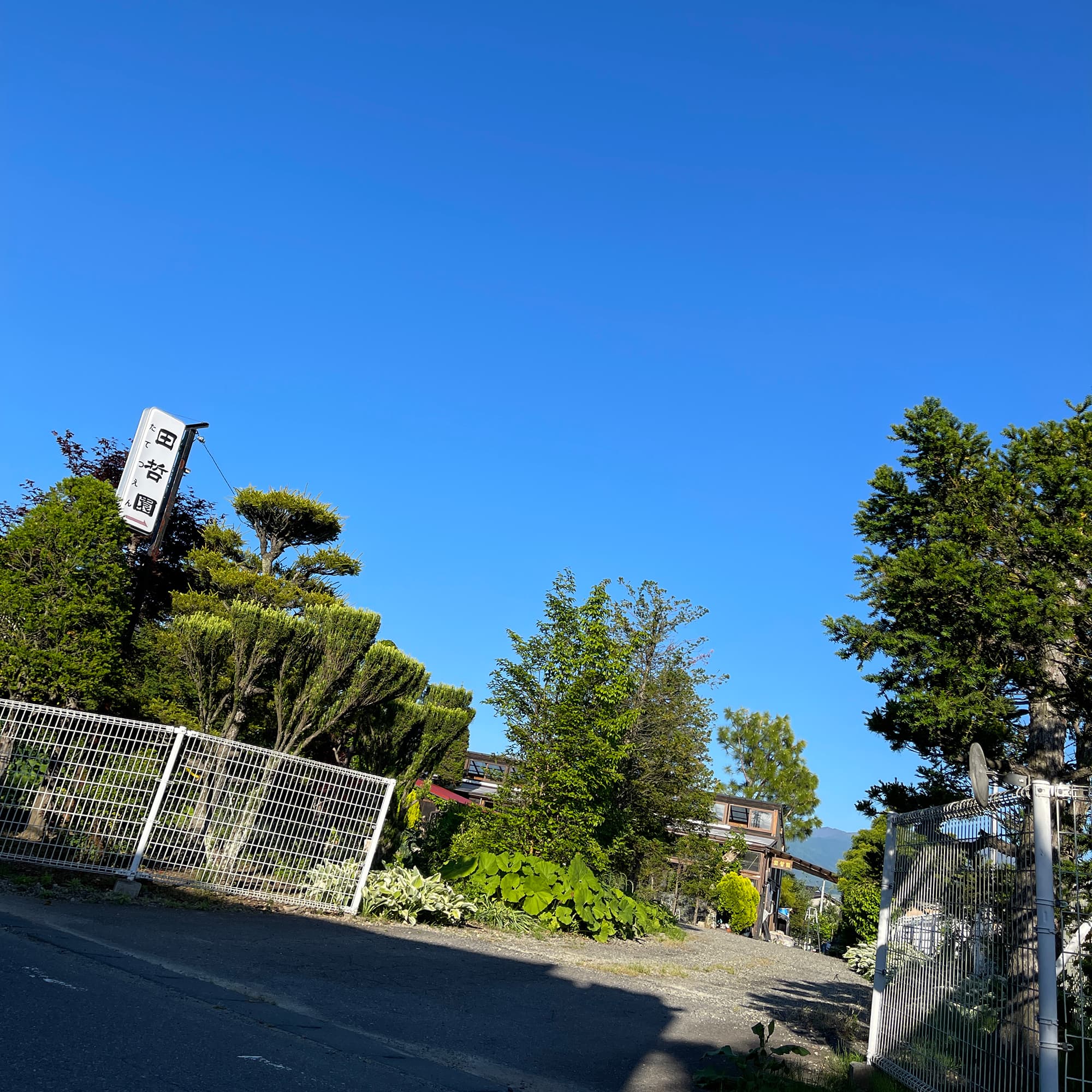 温室で万年青を背景にSNSを確認するスタッフ